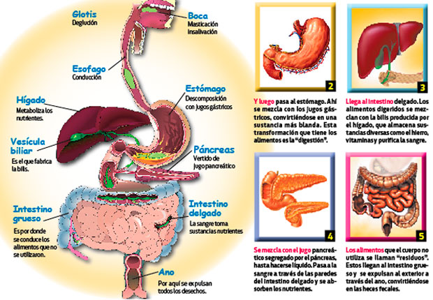 El sistema digestivo y el recorrido de los alimentos en el cuerpo humano |  El Popular