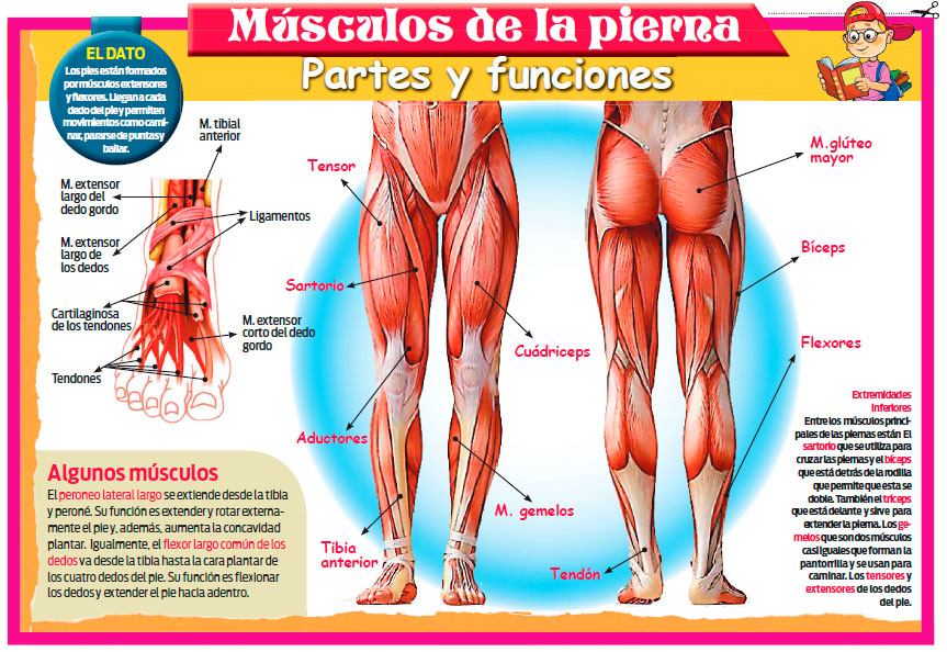 Sistema muscular: aprende todo partes funciones la pierna | El Popular