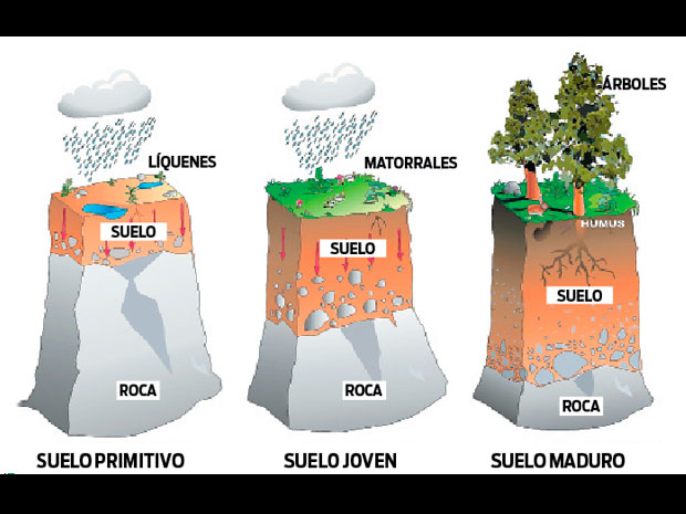 localizar Vegetación guirnalda El suelo: cuáles son las capas del suelo, características del suelo | El  Popular