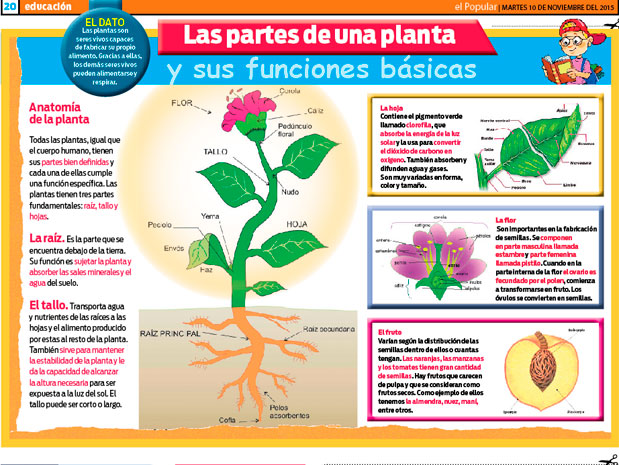 La planta | partes de una planta y sus básicas | todo lo que debes saber | Tipos de plantas y sus nombres | Ciencia y ambiente | Tarea fácil | El Popular