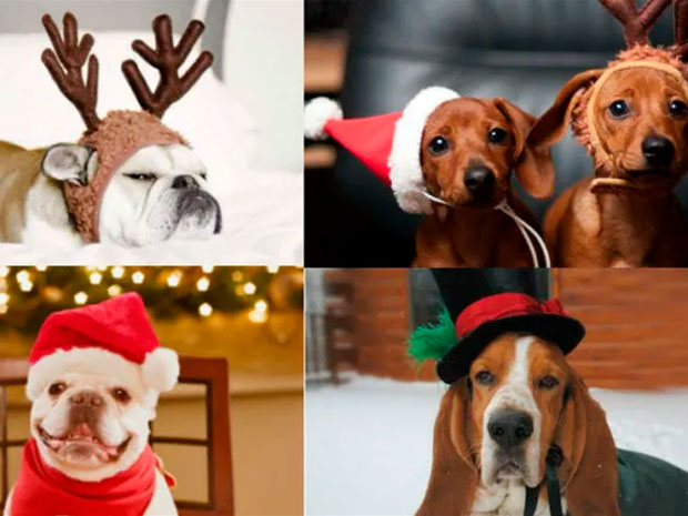 Serpiente mayoria valores Navidad: Los mejores y más divertidos disfraces navideños para perros y  gatos | Mascotas | El Popular