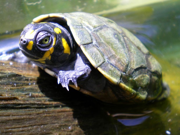 Animales en peligro de extinción: Mafia quería vender 2.500 tortugas en  peligro de extinción
